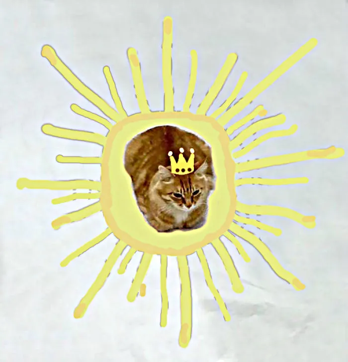 Cats Rule