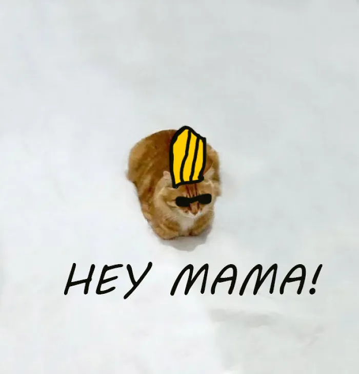 The Sexiest Cat In The World