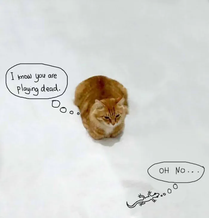 The Cat-sense.