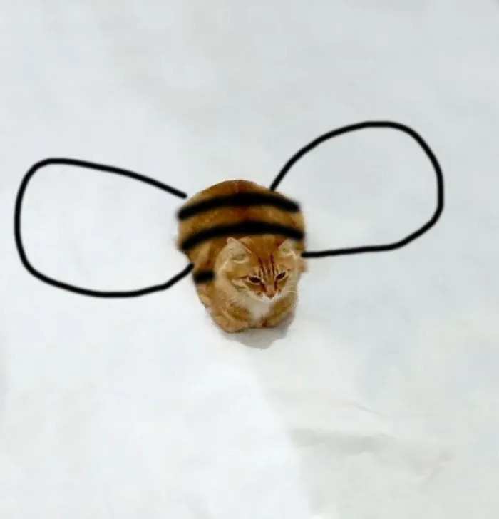 Bumble Kitty.