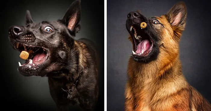 Photographer Captures Hungry Dogs' Hilarious Expressions When They Catch Treats