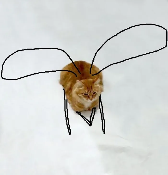 A Giant Fly