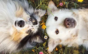 Yes, Dogs Also Have Best Friends! I Want To Show You My Golden Retriever Mali’s Friends