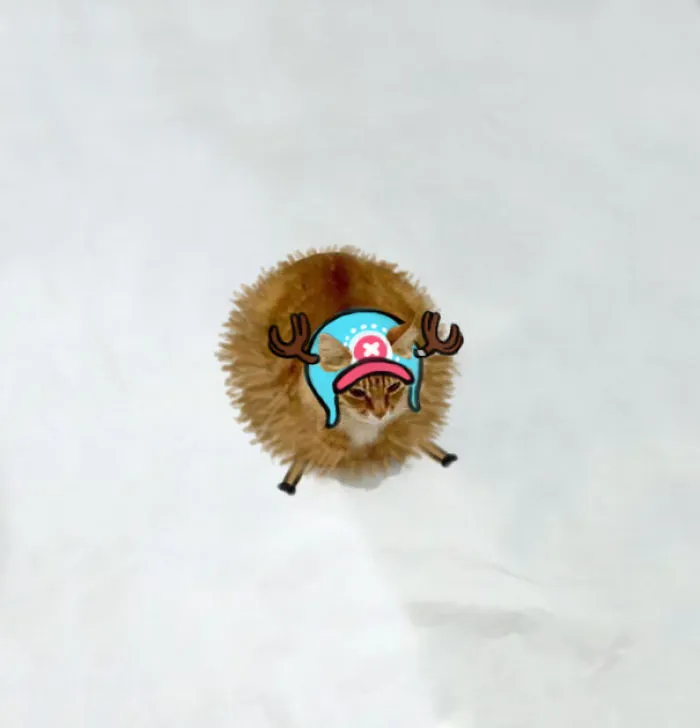 Guard Point! (chopper - One Piece)