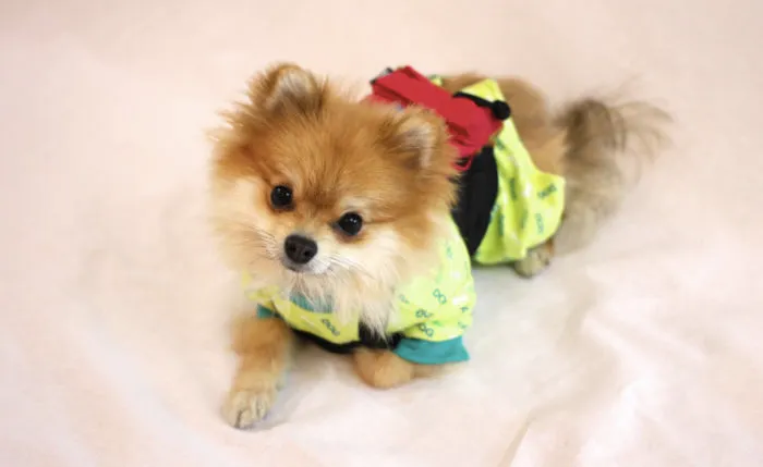 Half Pomeranian / Half Fox Tries To Find His Place In The World Using His Adorable Outfits