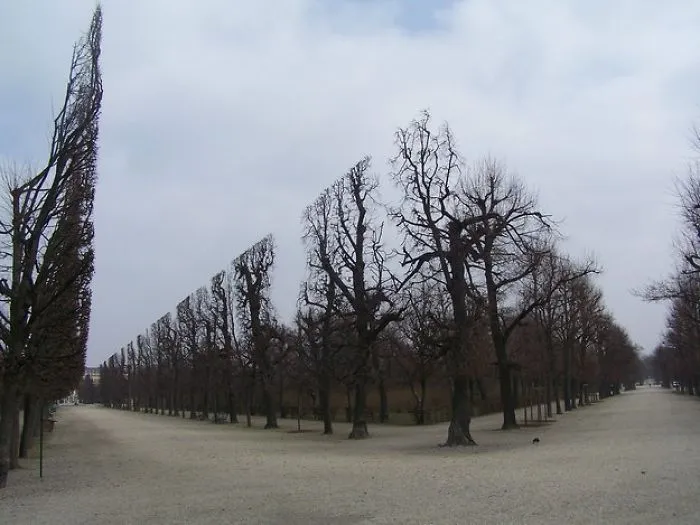 These Trees Are A Glitch In The Matrix.