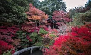 I Captured The Beautiful Fall In Kyoto