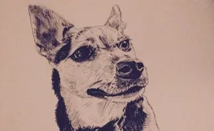 I Draw Realistic Pet Portraits
