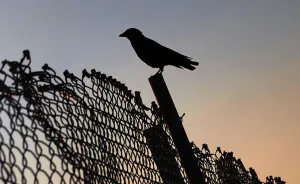 I Look For Art When I Go Birdwatching (Part 2)