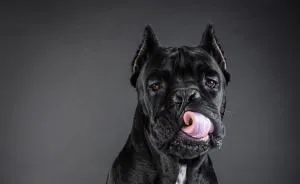 I Shoot Dogs... With My Camera!