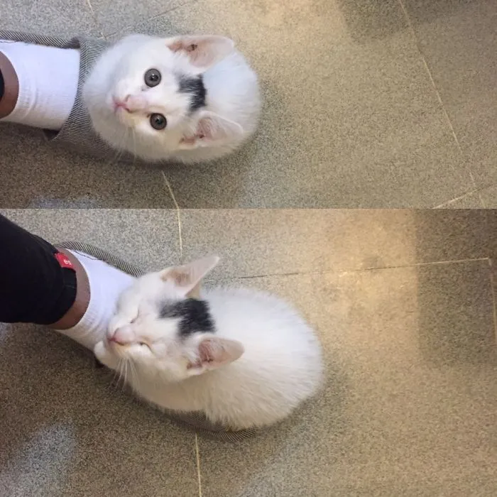I Sleep Anytime, Anywhere, Even On My Owner's Foot