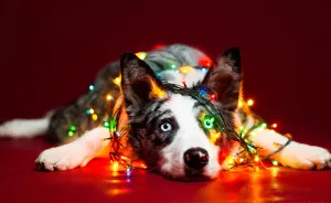 I Took Christmas-Themed Dog Portraits To Wish You Happy Holidays