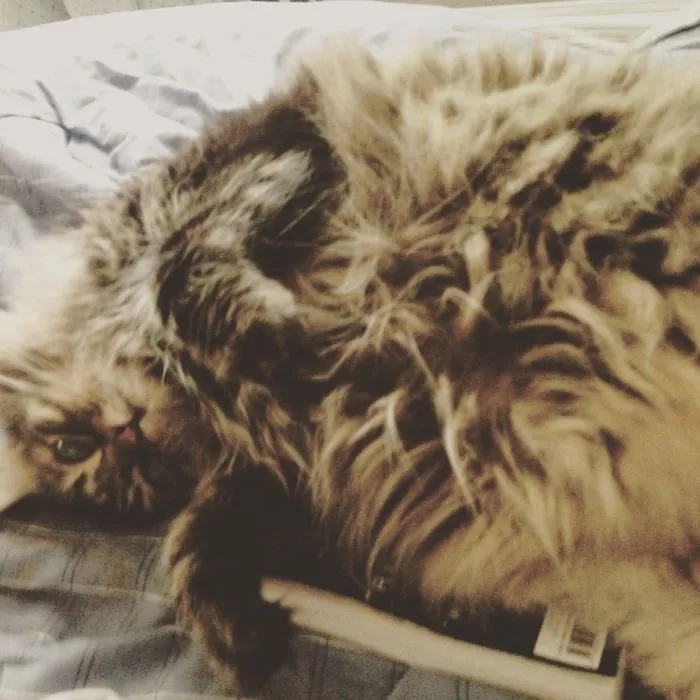 Fluffy Maine Coon cat lying on bed, showcasing its thick fur and gentle, soft character.