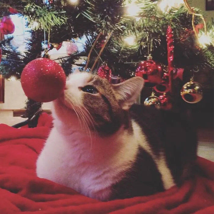 Why Fill the Bottom of the Tree With Presents When You Have a Cat