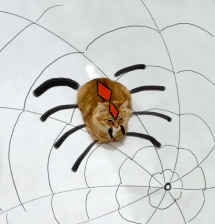 Spider-cat