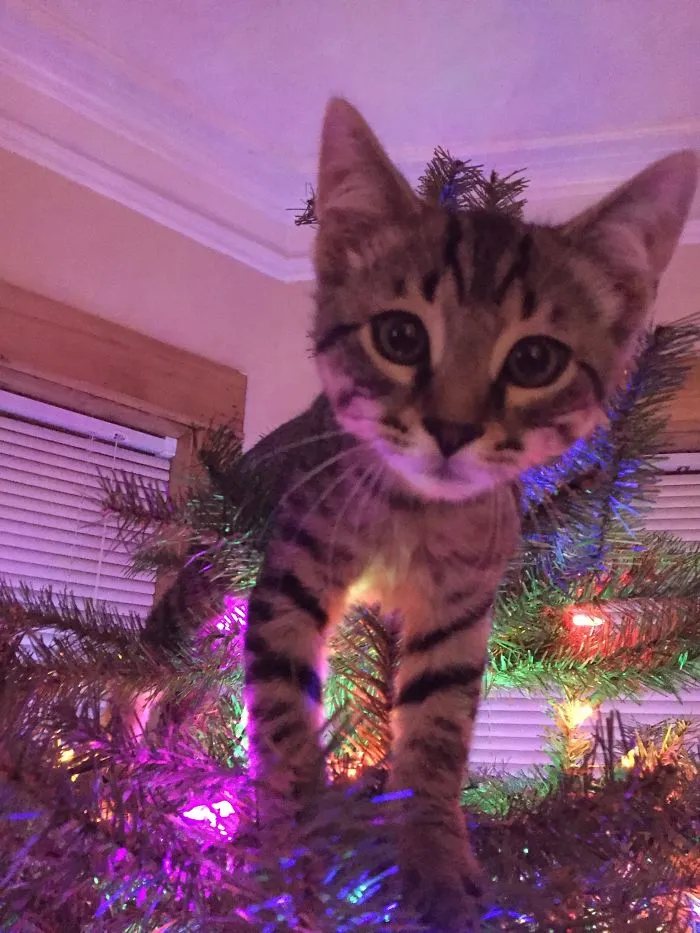 Kitten perched in a Christmas tree, looking at the camera, surrounded by colorful lights.