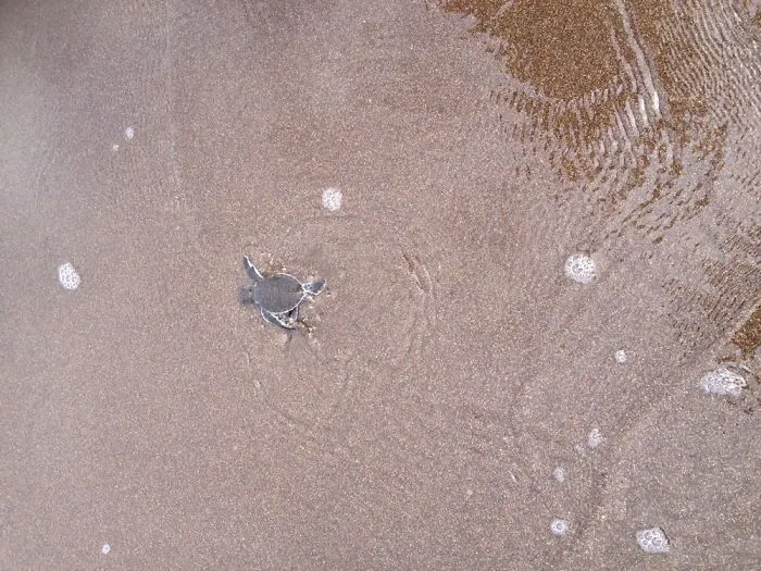 Hatchlings Journey To The Sea :)