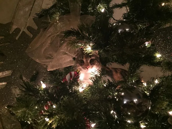 Cat nestled inside a lighted Christmas tree, adding a humorous touch to the festive decor.