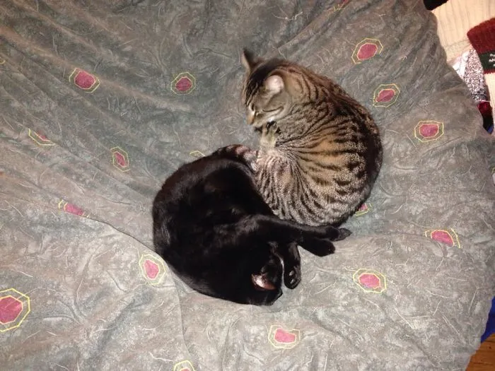 129 Heartwarming Photos Proving That Your Kids Need A Pet