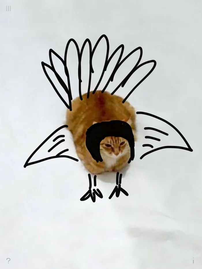 Turkey Cat
