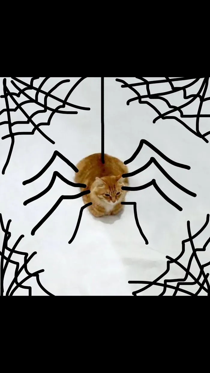 Spider Cat!!