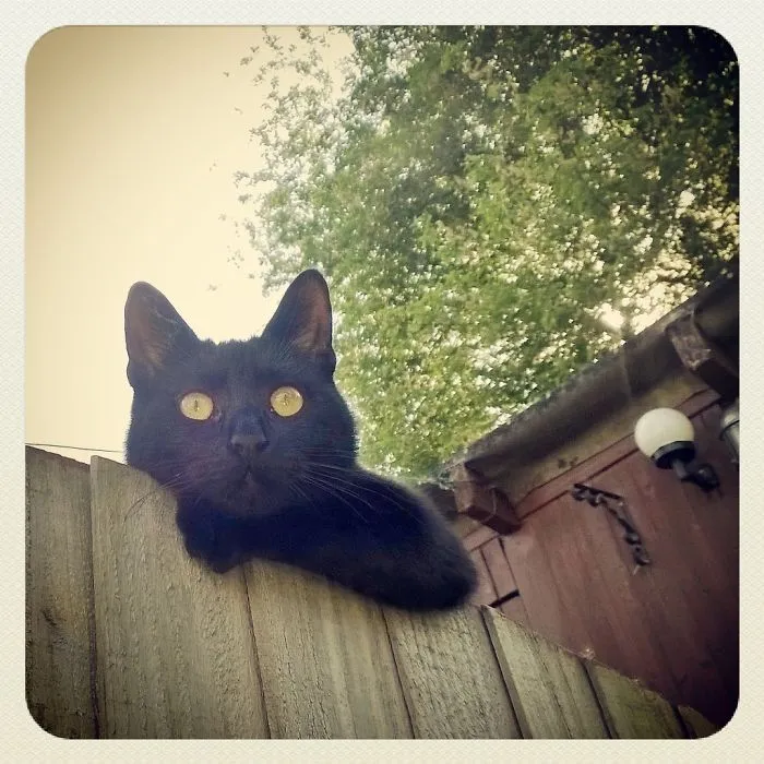 Hello Neighbour