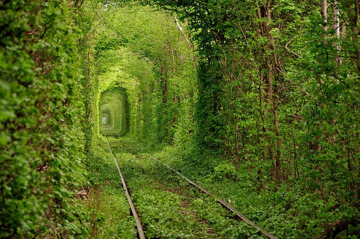 Tunnel Of Love In Ukraine