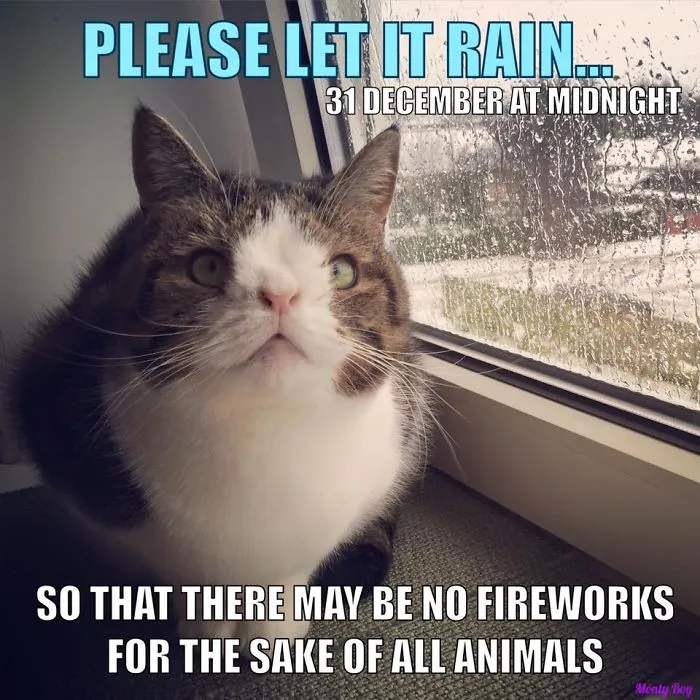 Keep Your Furry Friends Safe This New Year