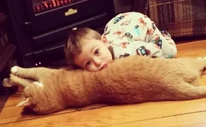 Unwanted Cat Becomes This Little Boy's Guardian, Following Him Everywhere
