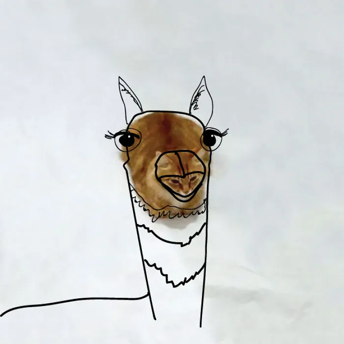 Llama Cat