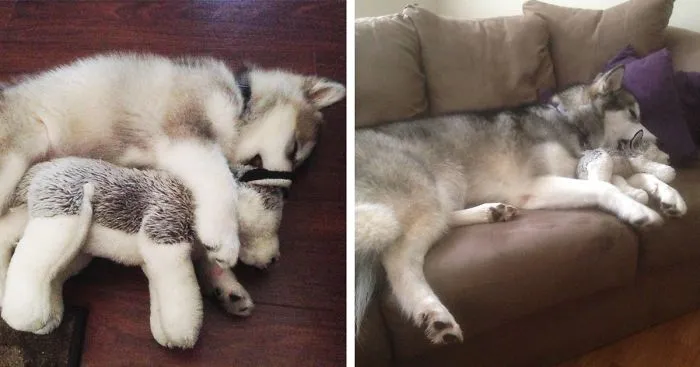 THEN & NOW: This Dog Destroys Every Stuffed Animal Except This One