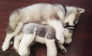 THEN & NOW: This Dog Destroys Every Stuffed Animal Except This One