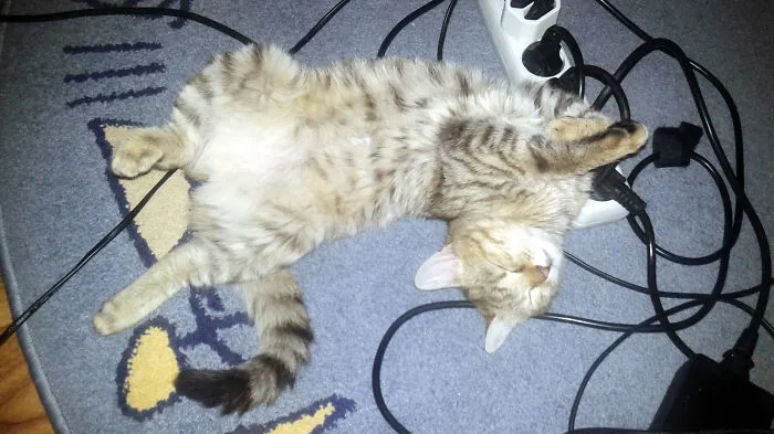 This Is How My Cat Sleeps :)