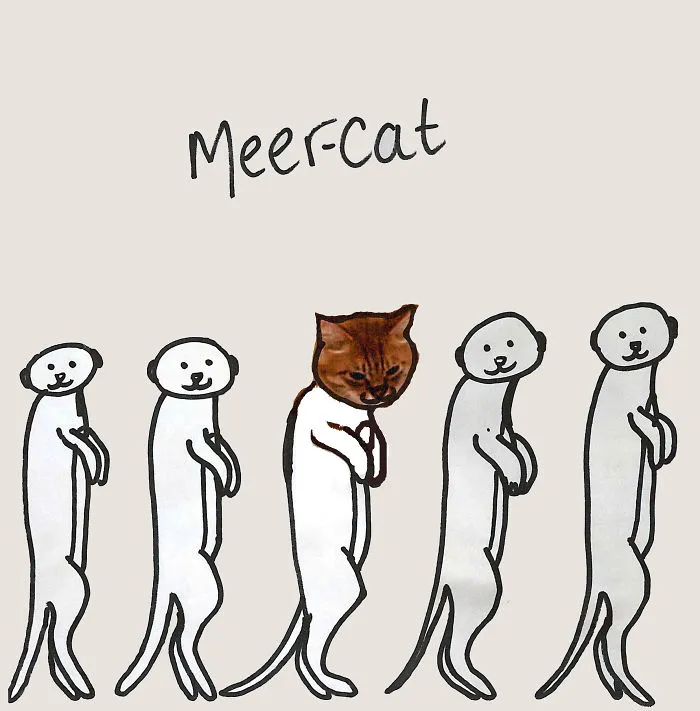 Meer-cat #icatcare