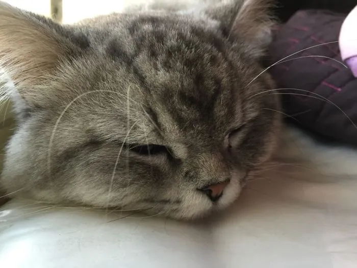 My Lovely Kitty