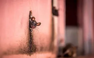 National Geographic's Top 20 Photos Of 2015