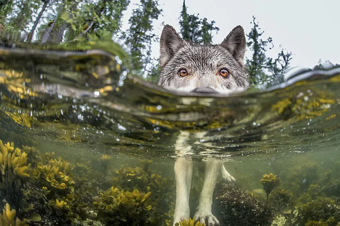 Something’s Fishy, British Columbia Coast, Canada
