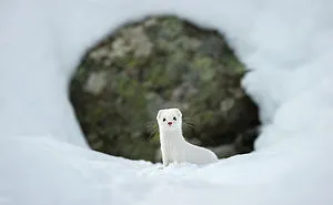 National Geographic's Top 20 Photos Of 2015