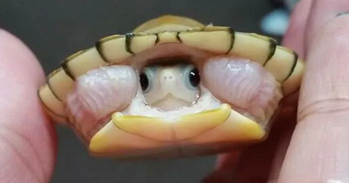 Let's Celebrate Ninja Day By Posting Pics Of Turtles And Tortoises (61 Pics)