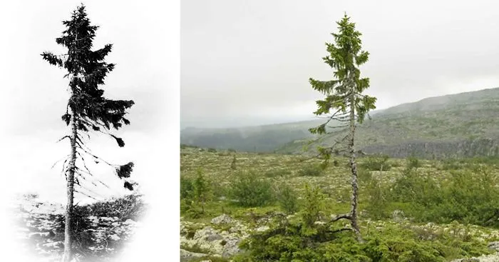 9,500-Year-Old Tree Found in Sweden Is The World's Oldest Tree