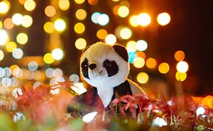 I Take My Pandas With Me On Photographic Adventures