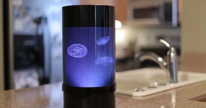 Now You Can Have Pet Jellyfish At Home