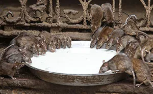 20,000 Rats Temple In India That I Visited Despite My Hygiene Worries