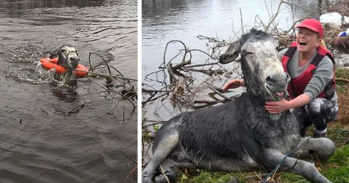 Donkey Smiles From Ear To Ear After Being Rescued From Flood In Ireland