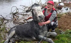 Donkey Smiles From Ear To Ear After Being Rescued From Flood In Ireland
