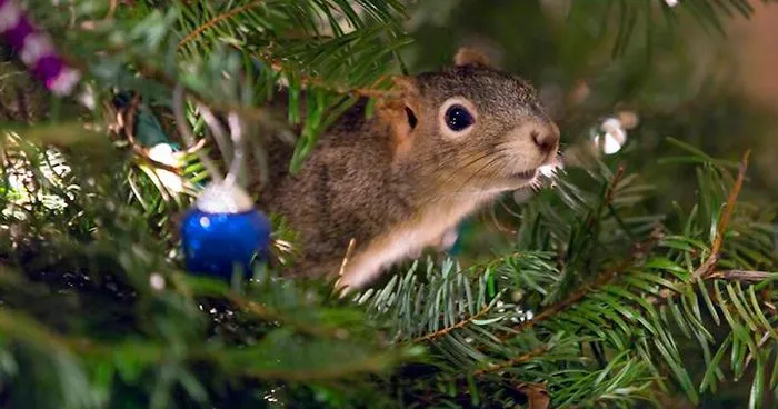 Couple Saves A Squirrel And Now It Lives In Their Christmas Tree