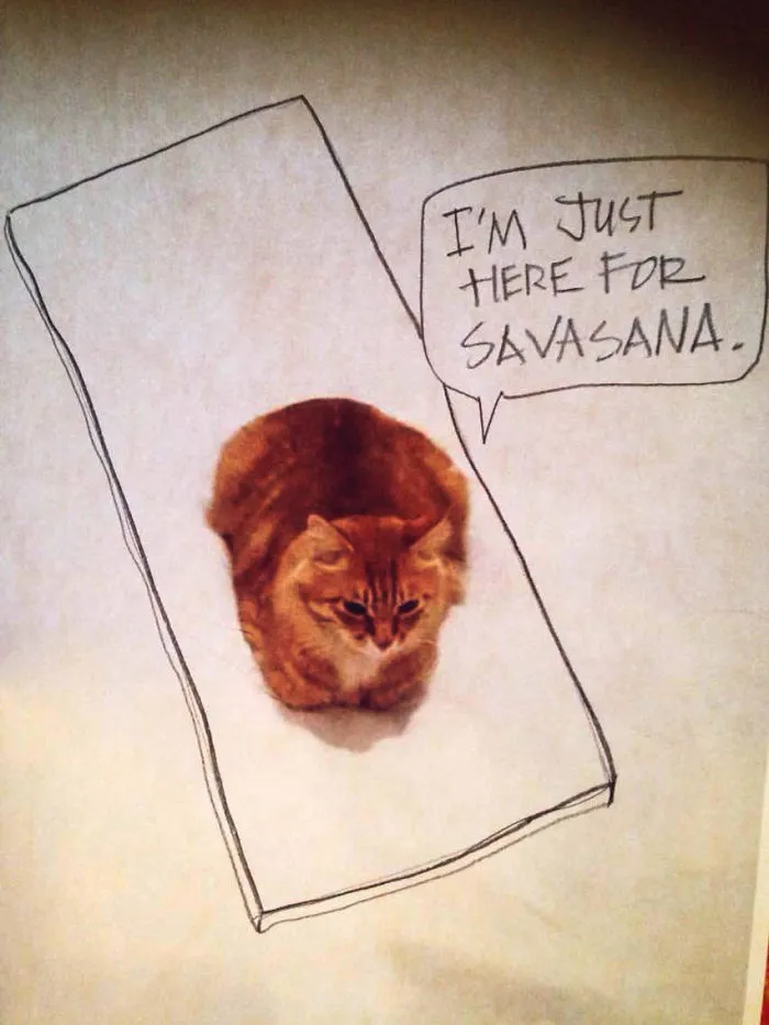 Yogi Cat.