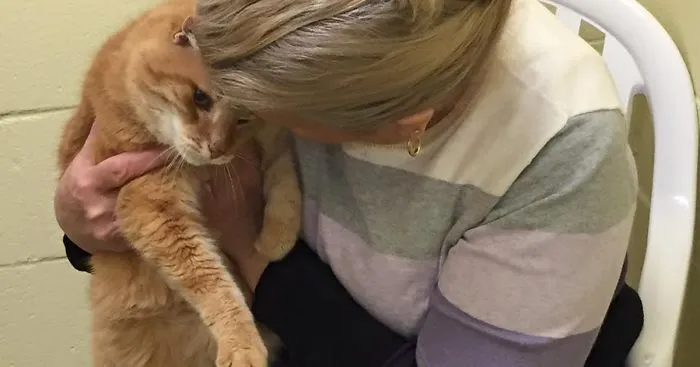 Woman Adopts Senior Cat, Later Comes Back To Shelter For His 16-Year-Old Best Friend