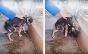 Abused Dog Petted For The First Time (Don't Watch With Sound If You're Sensitive)