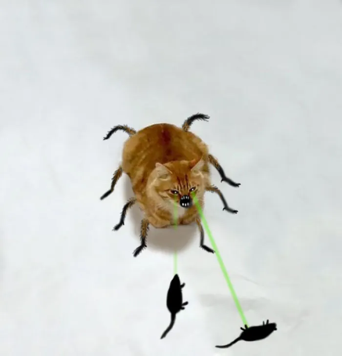 Spidercat